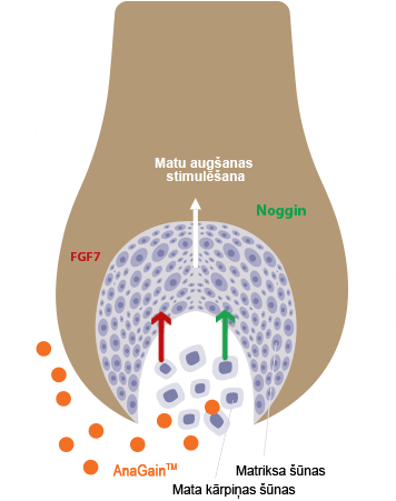 Locerin Scheme